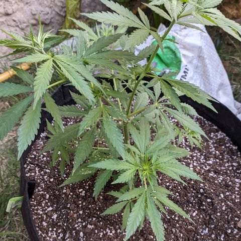 Skywalker Haze growlog timeline photo