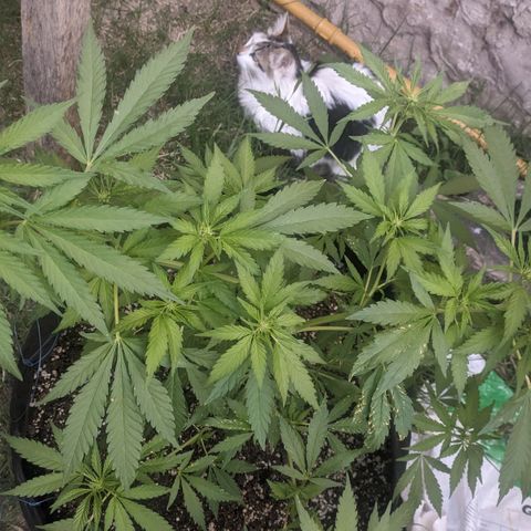 Skywalker Haze growlog timeline photo