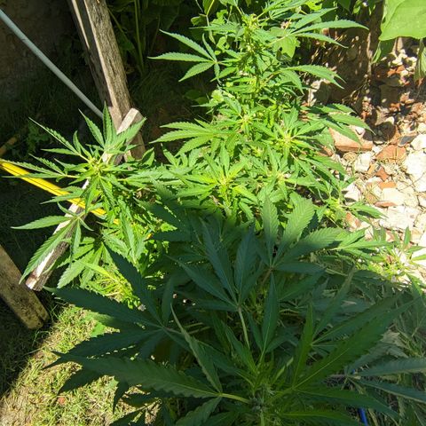 Skywalker Haze growlog timeline photo
