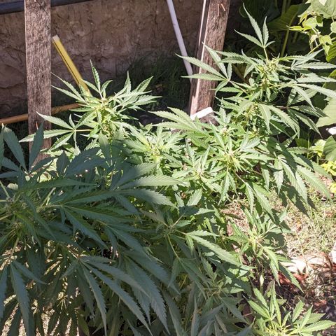 Skywalker Haze growlog timeline photo