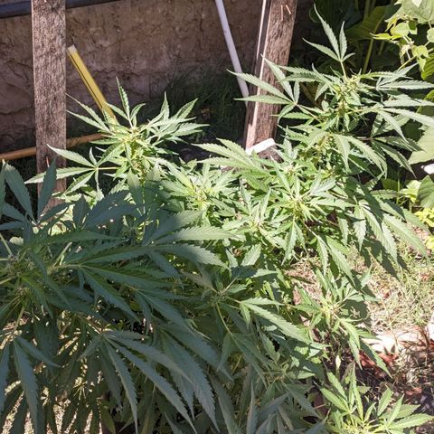 Skywalker Haze growlog timeline photo