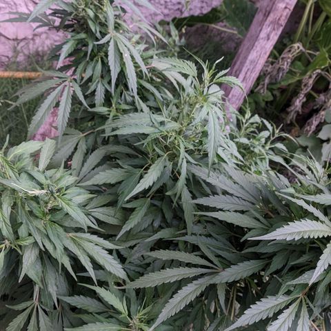 Skywalker Haze growlog timeline photo