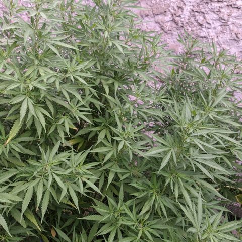 Skywalker Haze growlog timeline photo