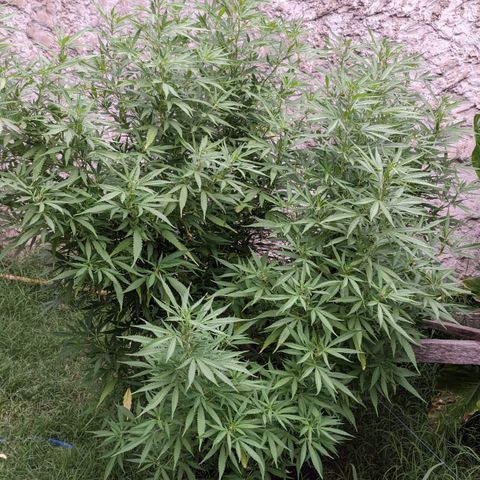 Skywalker Haze growlog timeline photo