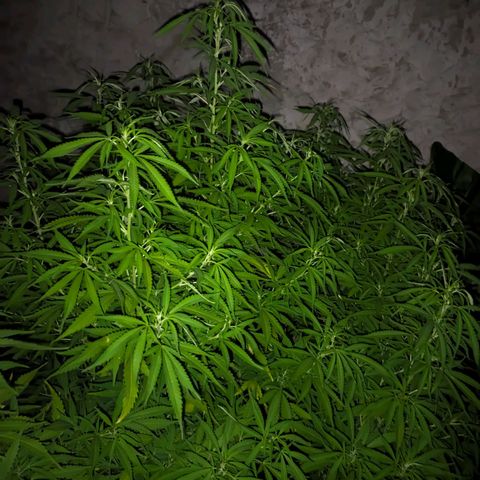 Skywalker Haze growlog timeline photo
