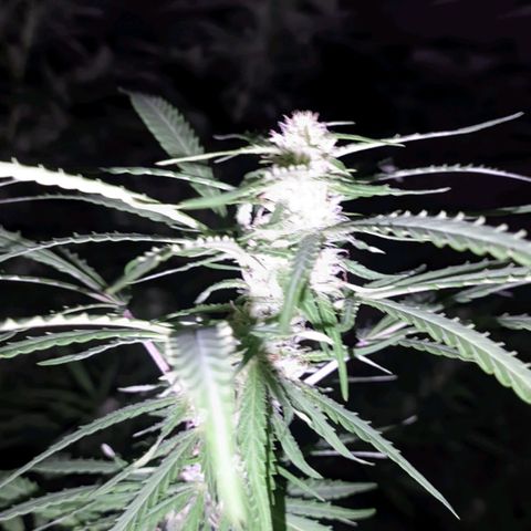 Skywalker Haze growlog timeline photo