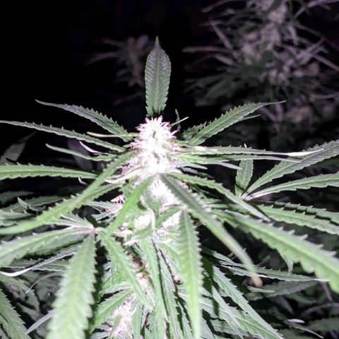 Skywalker Haze growlog timeline photo