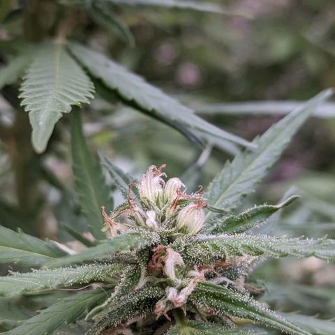 Skywalker Haze growlog timeline photo