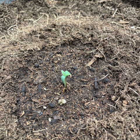 Glueberry OG Auto growlog timeline photo