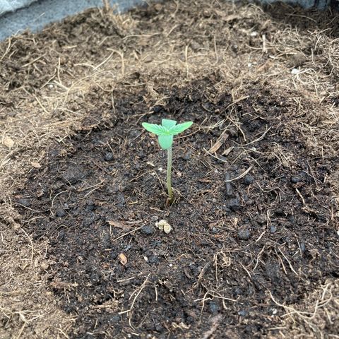 Glueberry OG Auto growlog timeline photo