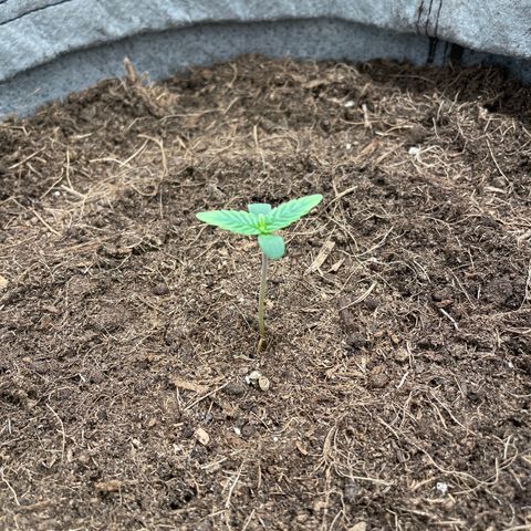 Glueberry OG Auto growlog timeline photo