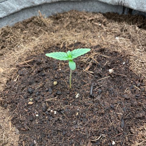 Glueberry OG Auto growlog timeline photo
