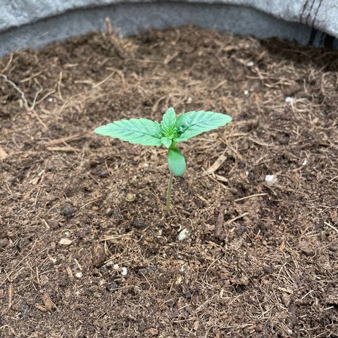 Glueberry OG Auto growlog timeline photo