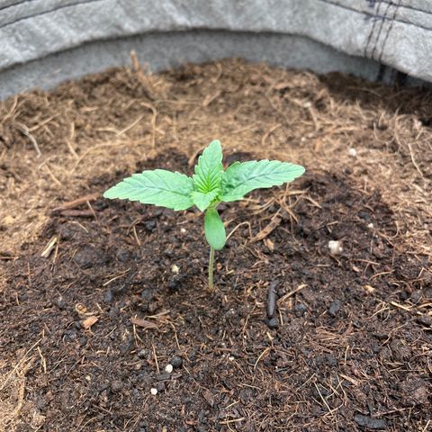 Glueberry OG Auto growlog timeline photo