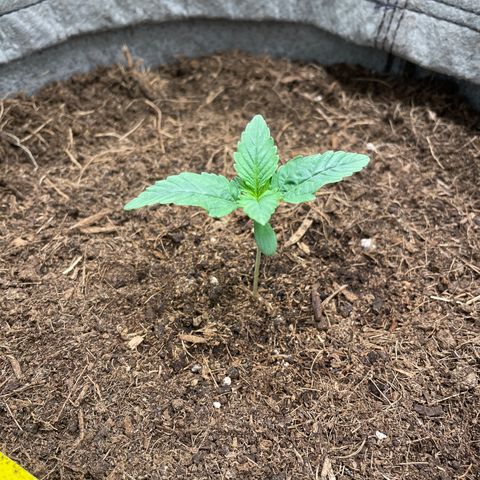 Glueberry OG Auto growlog timeline photo