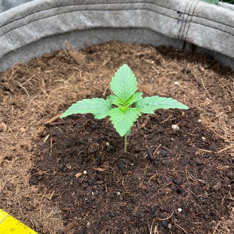 Glueberry OG Auto growlog timeline photo
