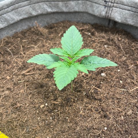 Glueberry OG Auto growlog timeline photo