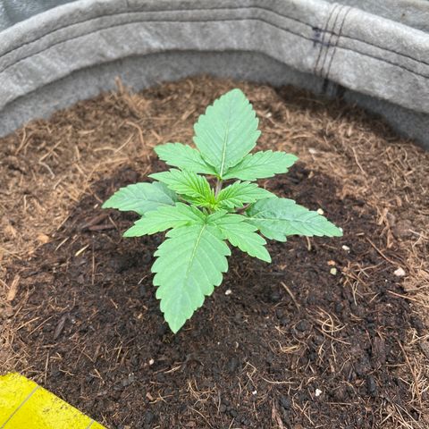 Glueberry OG Auto growlog timeline photo