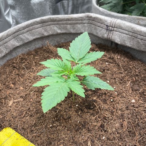 Glueberry OG Auto growlog timeline photo