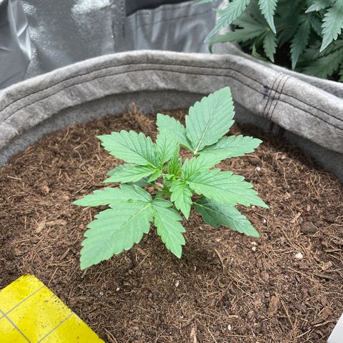 Glueberry OG Auto growlog timeline photo
