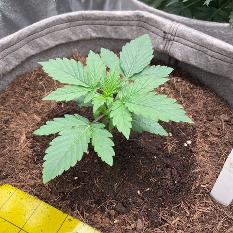 Glueberry OG Auto growlog timeline photo