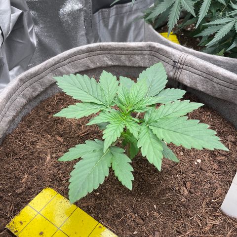 Glueberry OG Auto growlog timeline photo