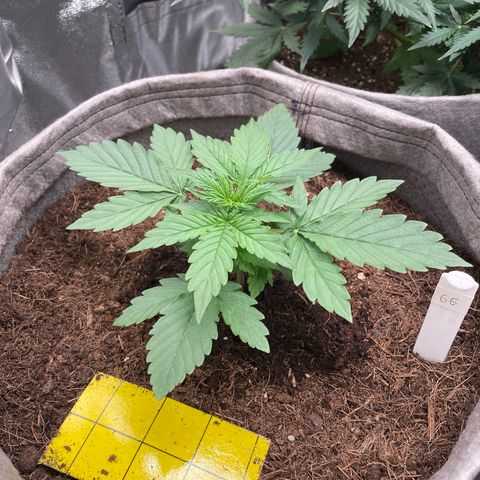 Glueberry OG Auto growlog timeline photo