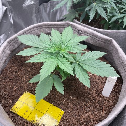 Glueberry OG Auto growlog timeline photo