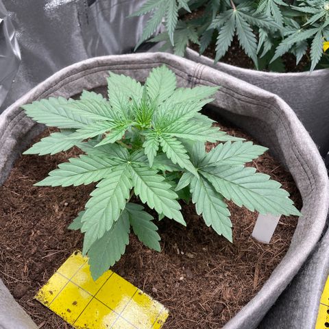 Glueberry OG Auto growlog timeline photo