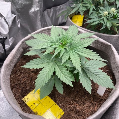 Glueberry OG Auto growlog timeline photo