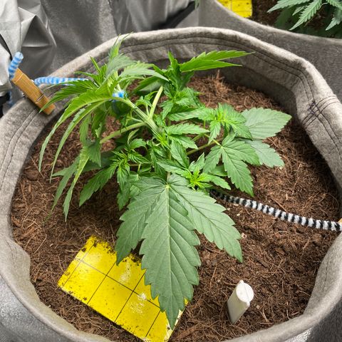 Glueberry OG Auto growlog timeline photo