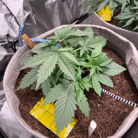 Glueberry OG Auto growlog timeline photo