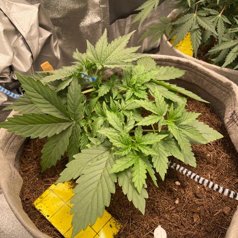 Glueberry OG Auto growlog timeline photo