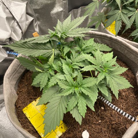 Glueberry OG Auto growlog timeline photo