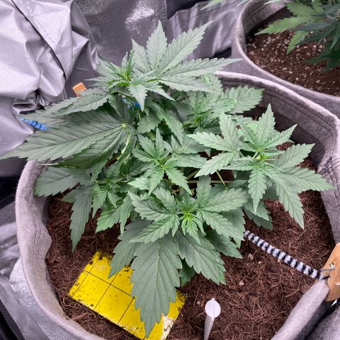 Glueberry OG Auto growlog timeline photo
