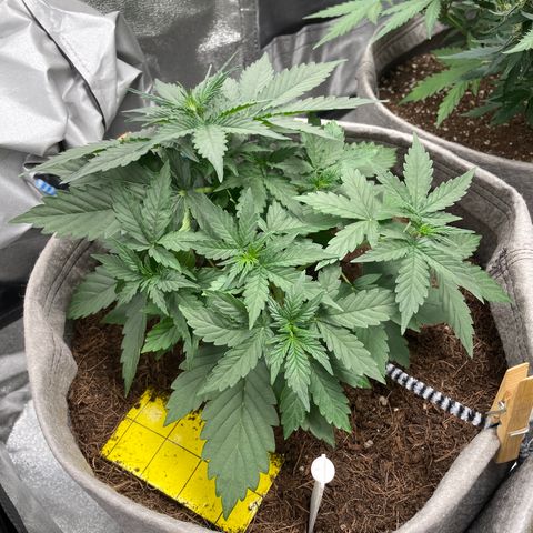 Glueberry OG Auto growlog timeline photo