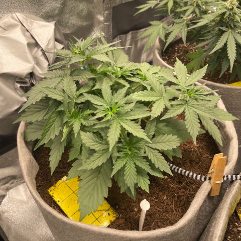 Glueberry OG Auto growlog timeline photo