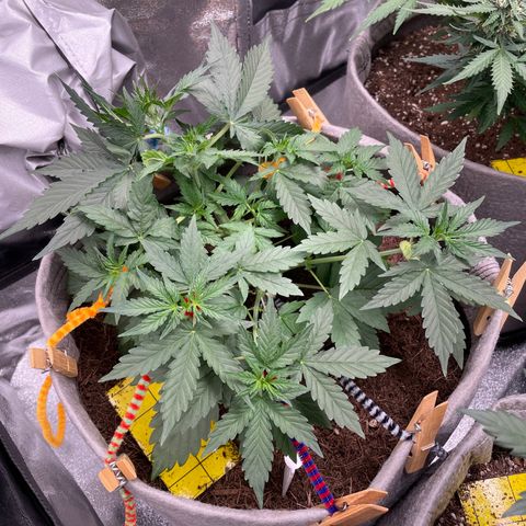 Glueberry OG Auto growlog timeline photo