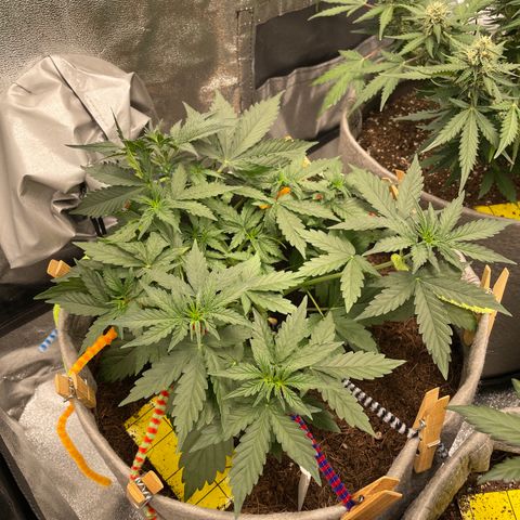 Glueberry OG Auto growlog timeline photo