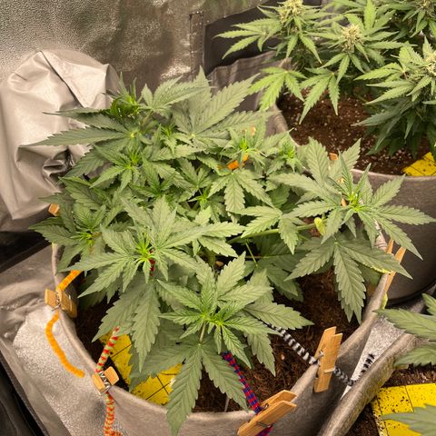 Glueberry OG Auto growlog timeline photo