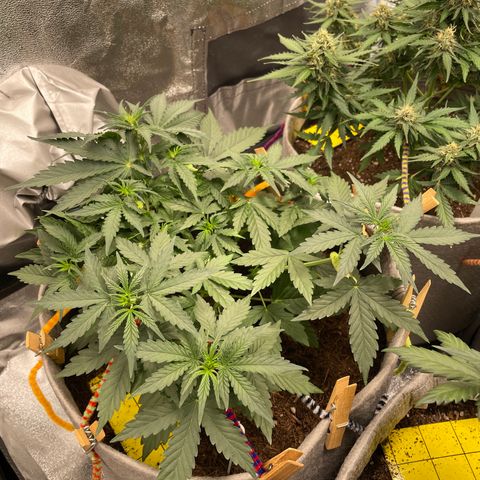 Glueberry OG Auto growlog timeline photo