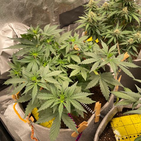 Glueberry OG Auto growlog timeline photo