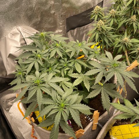 Glueberry OG Auto growlog timeline photo