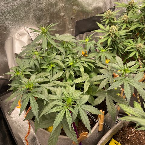 Glueberry OG Auto growlog timeline photo