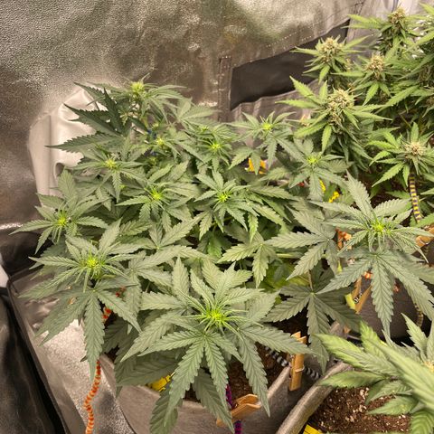 Glueberry OG Auto growlog timeline photo
