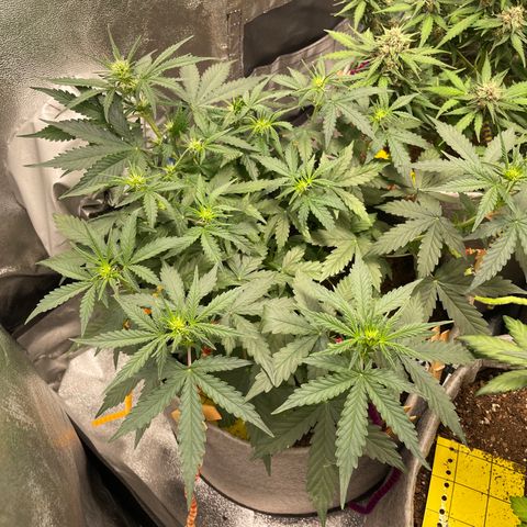 Glueberry OG Auto growlog timeline photo