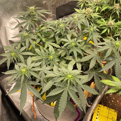 Glueberry OG Auto growlog timeline photo