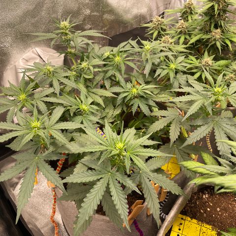Glueberry OG Auto growlog timeline photo