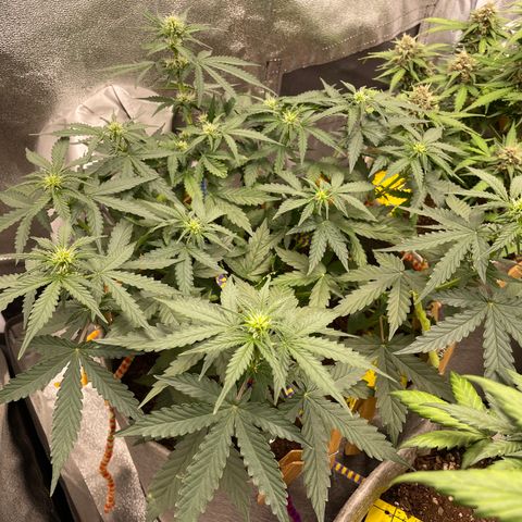 Glueberry OG Auto growlog timeline photo