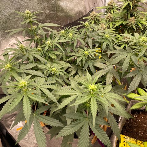 Glueberry OG Auto growlog timeline photo